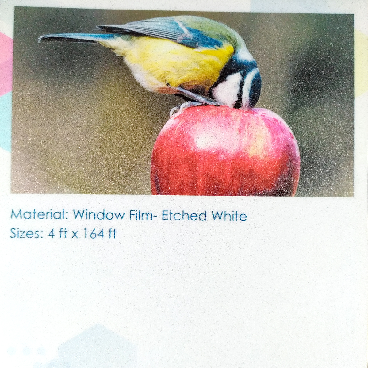 Window Film-Etched Whitie